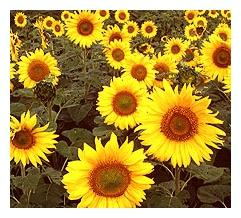 Girasol