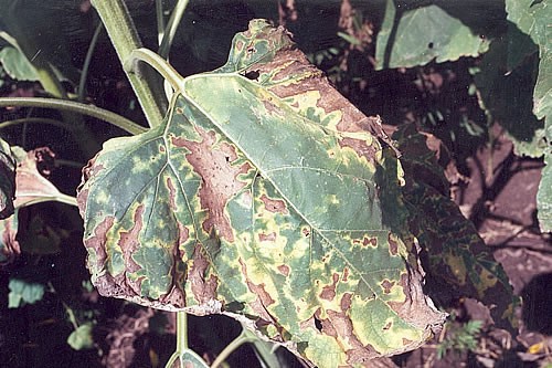 Verticillium