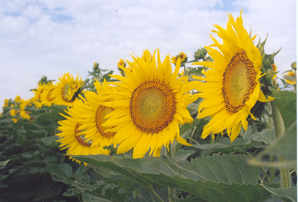 El girasol necesita medidas urgentes