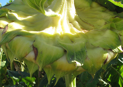 El actual nivel de retenciones est matando al girasol