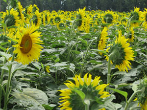 Hay que volver a aprender a hacer girasol