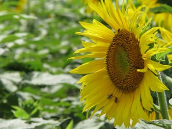 Girasol: arranc la siembra, sin cambios fiscales