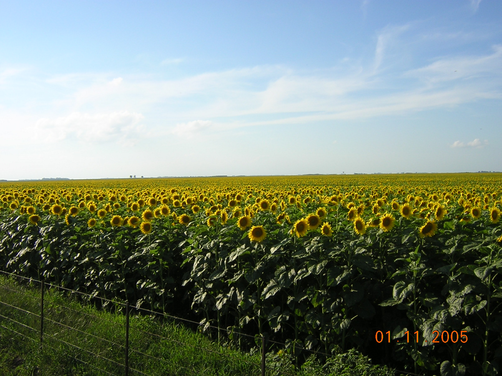 Girasol: la siembra avanza y los precios tambin