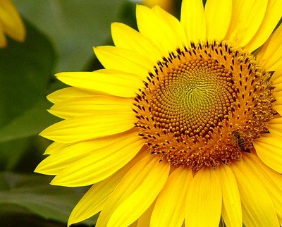 Los biocombustibles van por el girasol