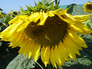 Girasol: Todo a favor, menos las retenciones