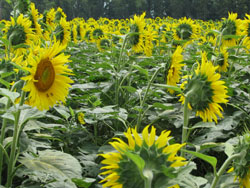 La industria defiende pblicamente al girasol