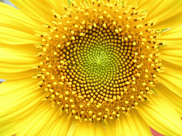 Acceda al Especial Girasol