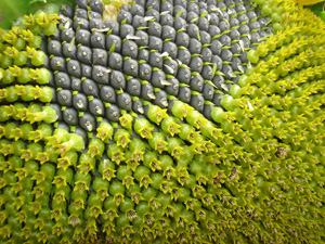 Crece el uso de tecnologa en girasol