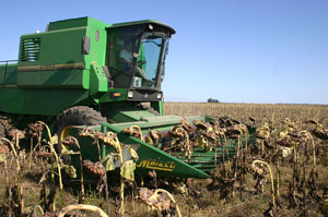 Girasol: una campaa sorpresiva