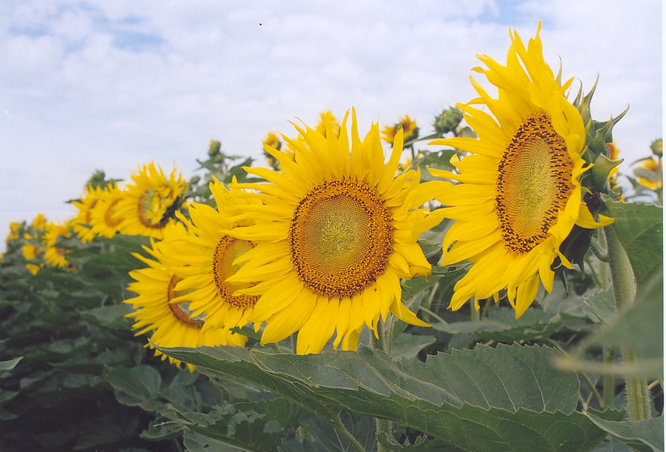 Se espera ms girasol esta campaa