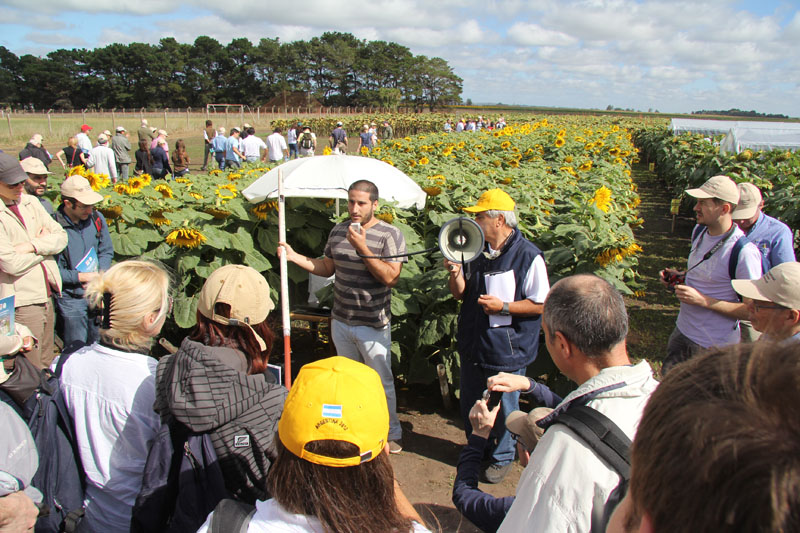 Argentina le mostr al mundo toda su tecnologa en girasol