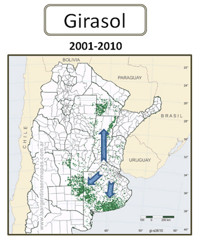 El girasol es una economa regional en extincin