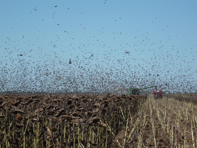 Presentaron un estudio sobre el dao de palomas en girasol