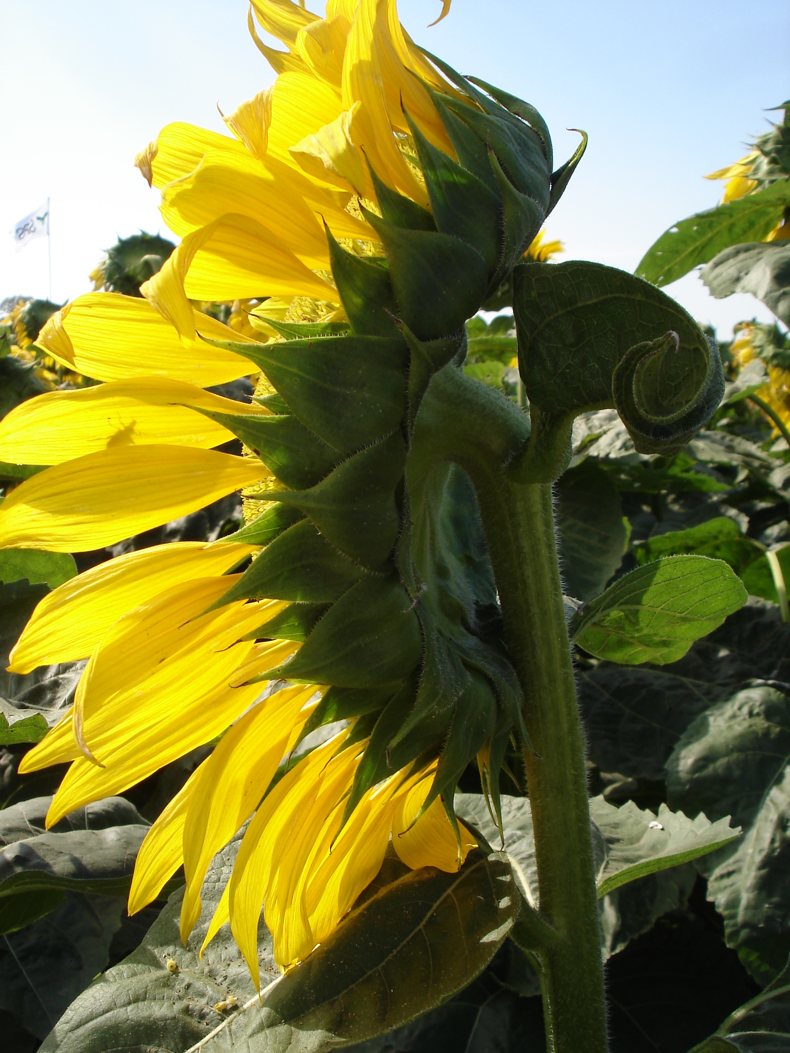 Crece la intencin de siembra de girasol