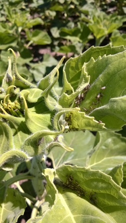 Alerta por aparicin de chinches pequeas en girasol