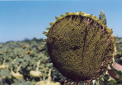 Sube el precio futuro internacional del aceite de girasol