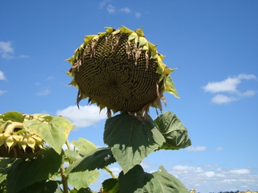 El girasol concluye una de sus peores campaas