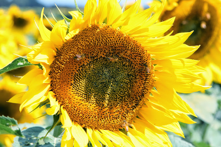 Las semilleras apuestan al girasol