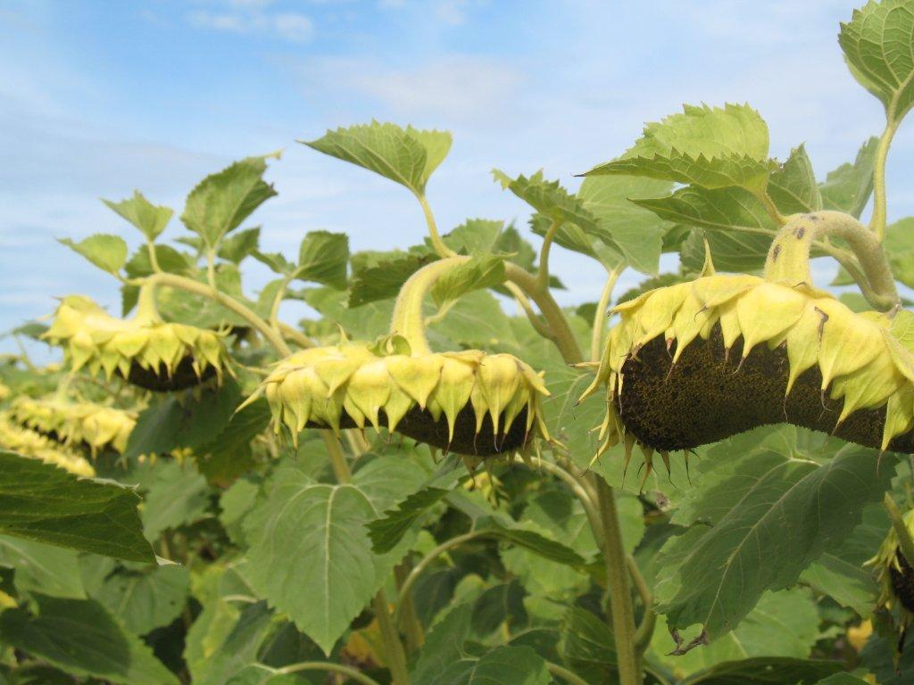 Buenos rindes de girasol en Chaco