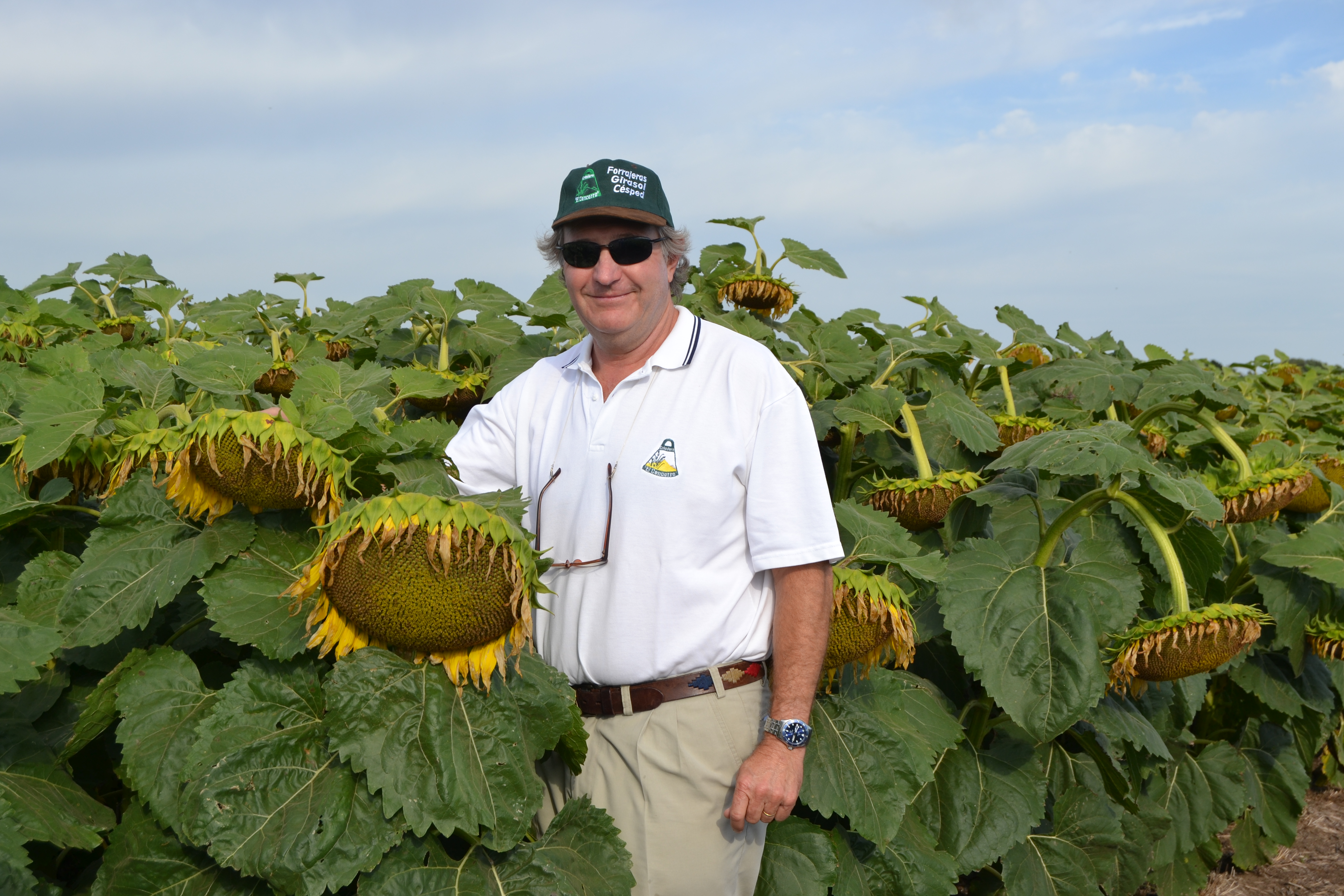 Si le buscan la vuelta, el girasol responde