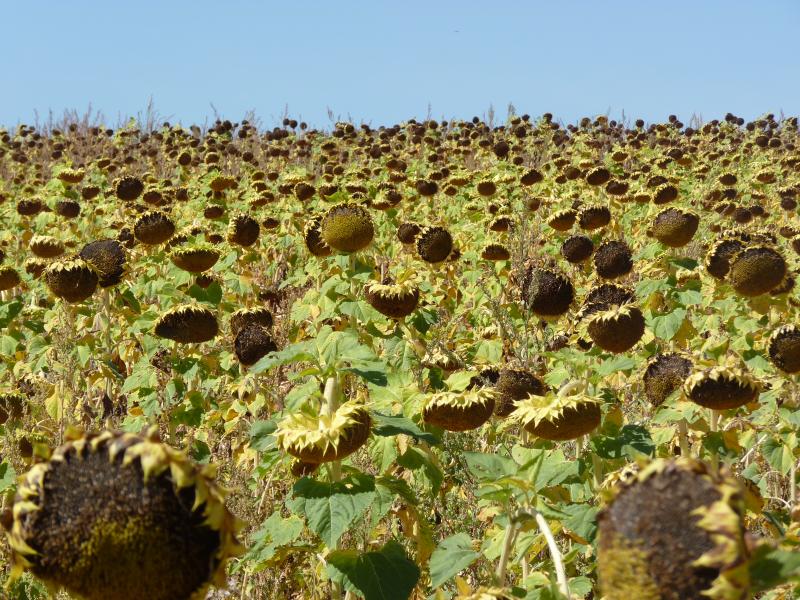 En los ambientes bajos el girasol hace tope