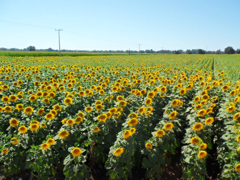 El complejo girasol en la Argentina y el mundo