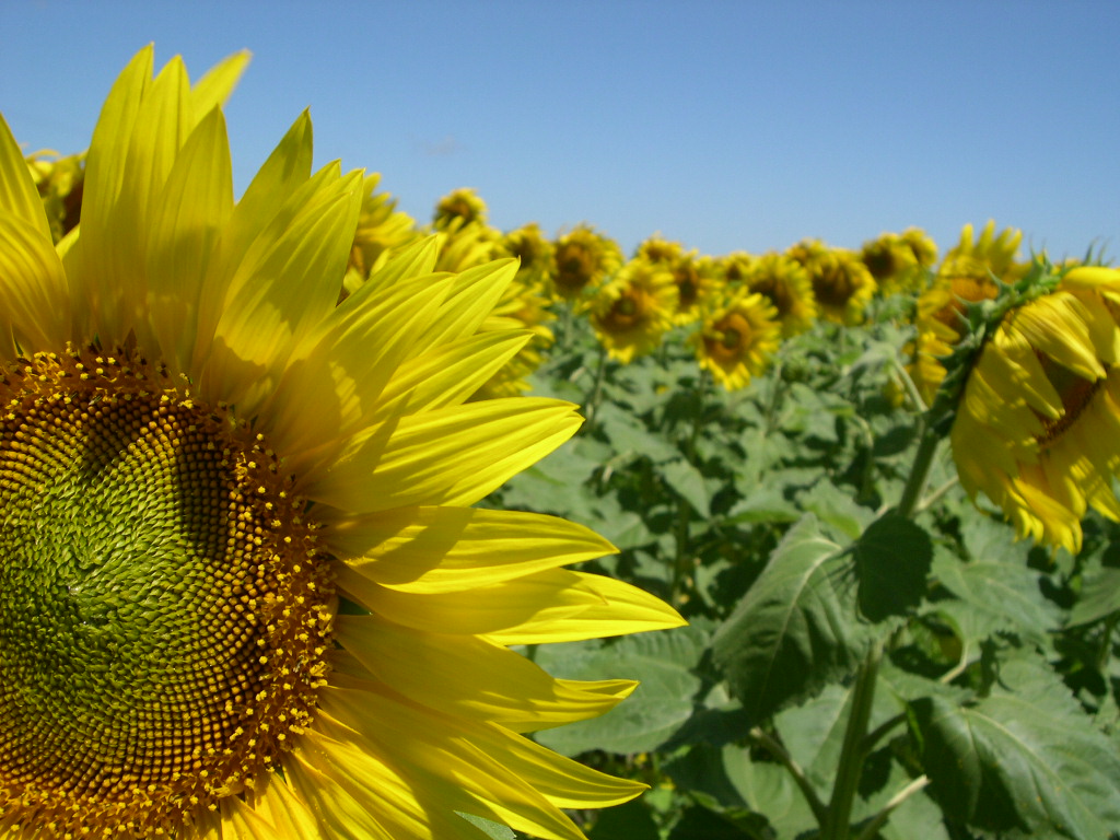 Cmo se mueve el girasol en cada zona