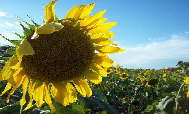 CMO SE FORMA EL PRECIO INTERNO DEL GIRASOL?