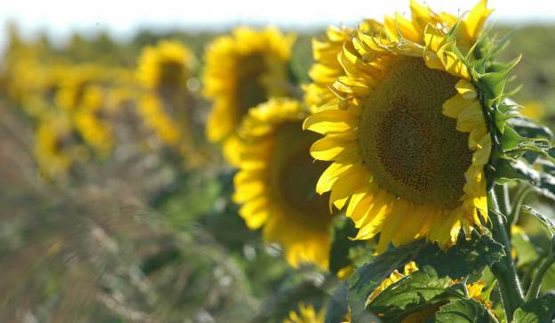 Cmo respondi el girasol esta campaa