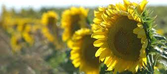 Cmo sacarle provecho a la Red Nacional de Girasol