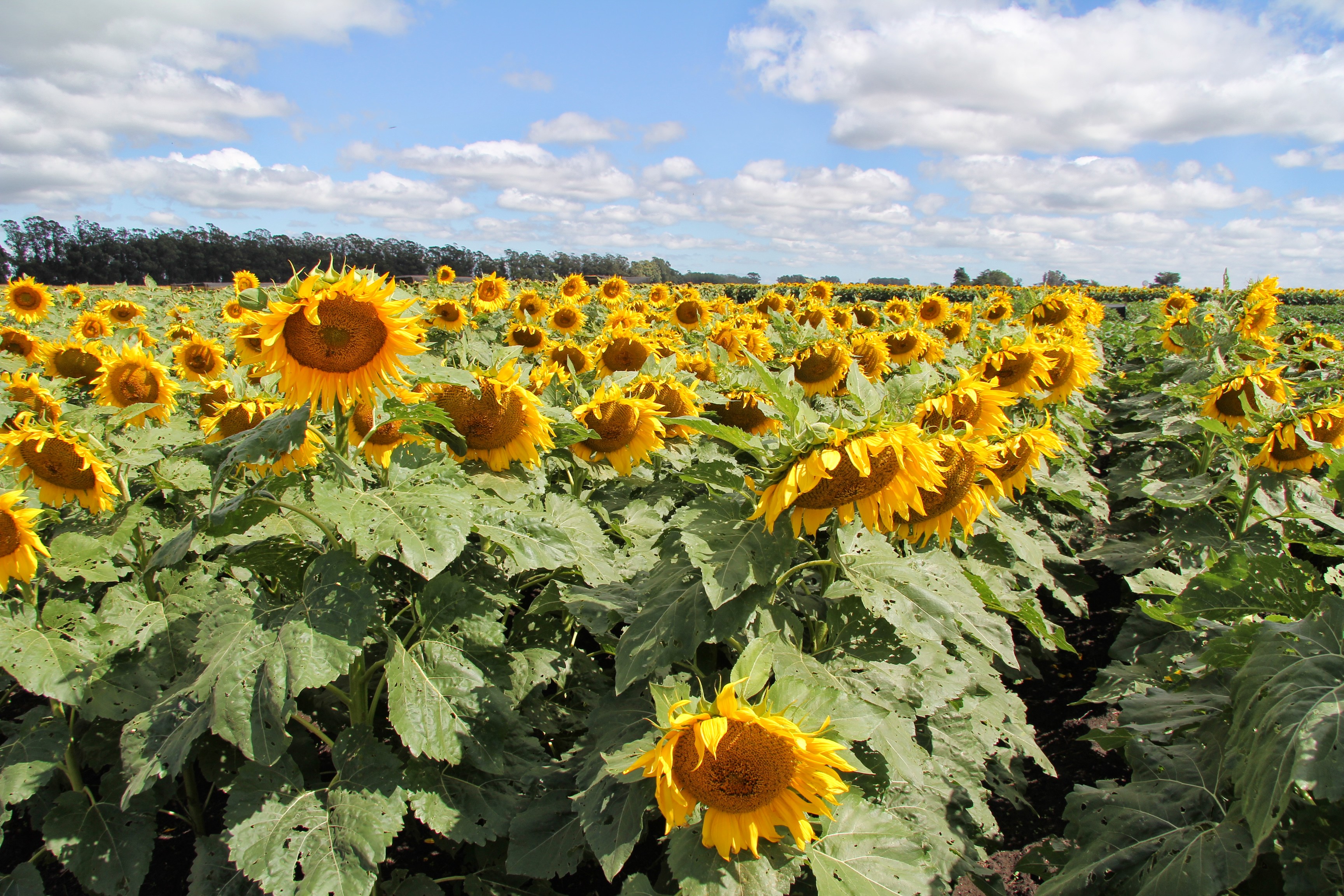 El girasol recupera terreno y va por ms