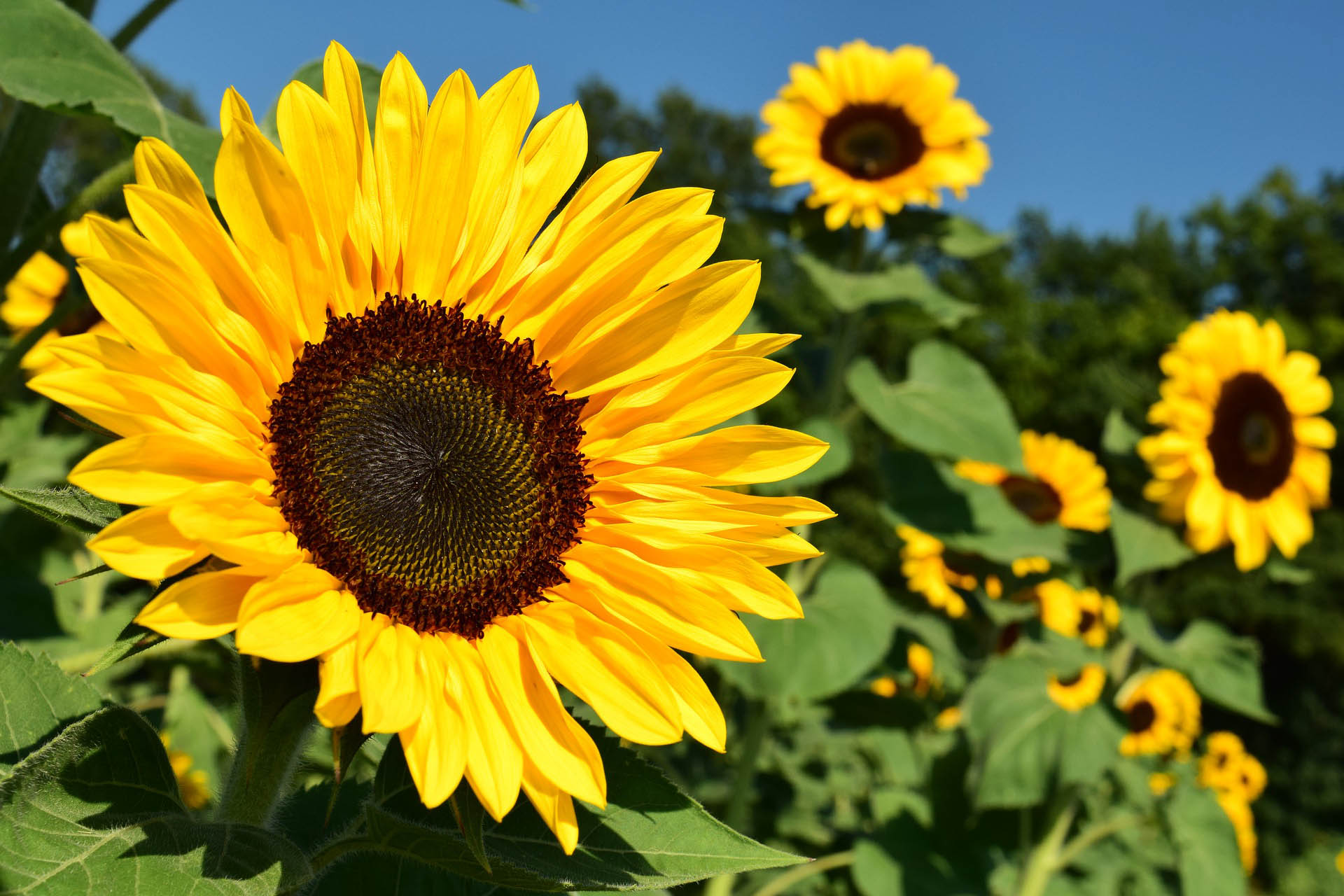 El clima no permite que la siembra de girasol levante vuelo