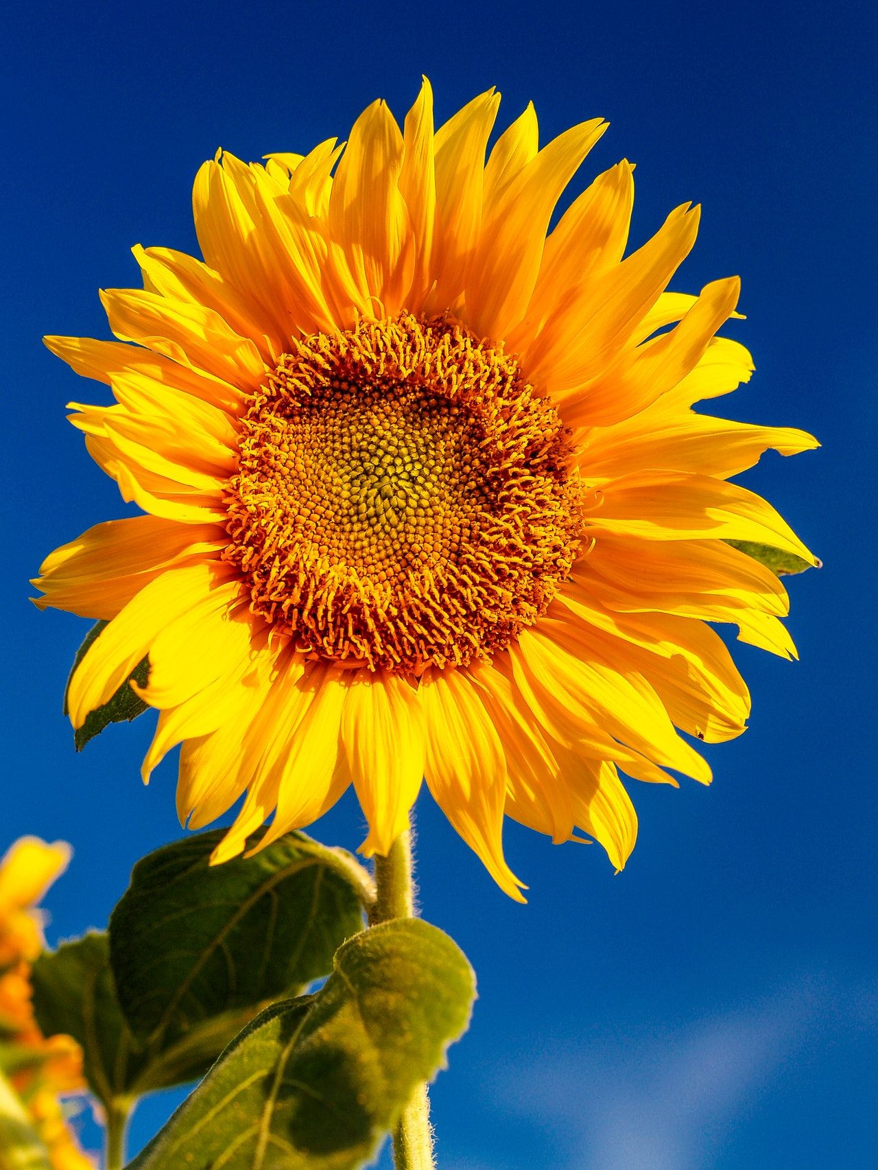 Concluye la siembra de Girasol a nivel nacional