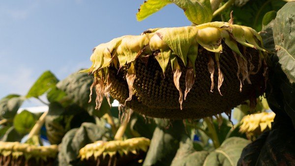 Mejoraron los rendimientos del girasol en el centro y norte de Santa Fe