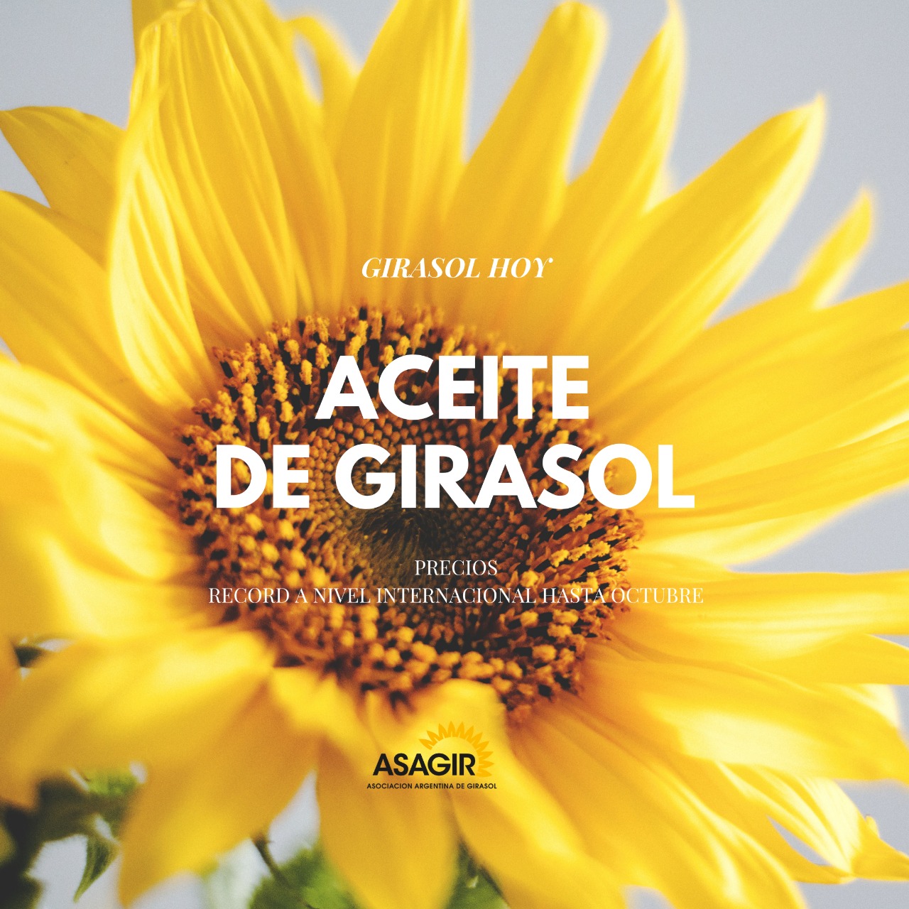 GIRASOL HOY