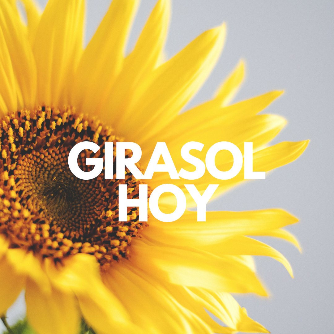 GIRASOL HOY