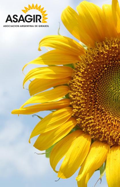 Informe de girasol