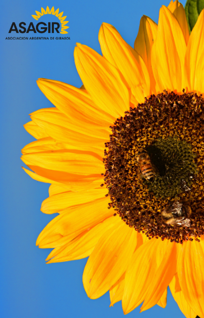 Informe de Girasol al 24 de abril del 2021