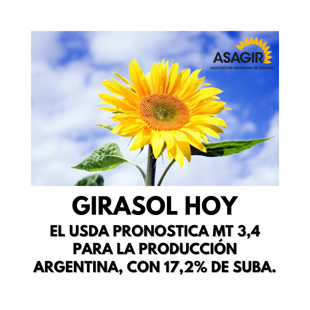 GIRASOL HOY