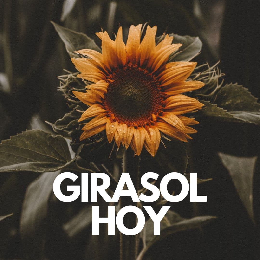 GIRASOL HOY