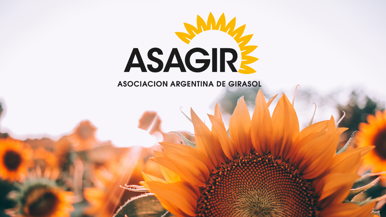 GIRASOL HOY