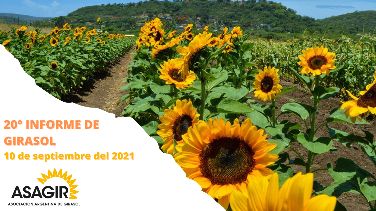 20 INFORME DE GIRASOL - 10 de septiembre del 2021