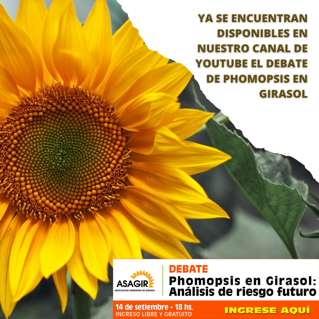 DEBATE PHOMOPSIS EN GIRASOL: Anlisis de riesgos futuros.