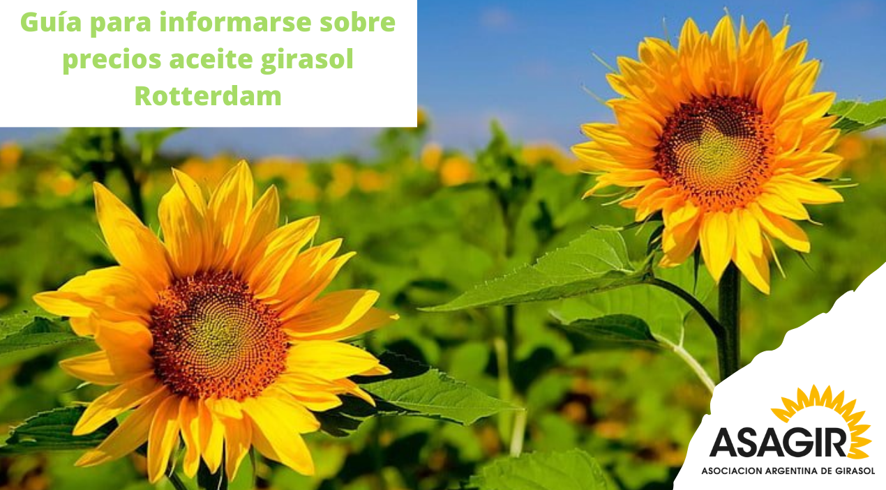 Gua para informarse sobre precios aceite girasol Rotterdam