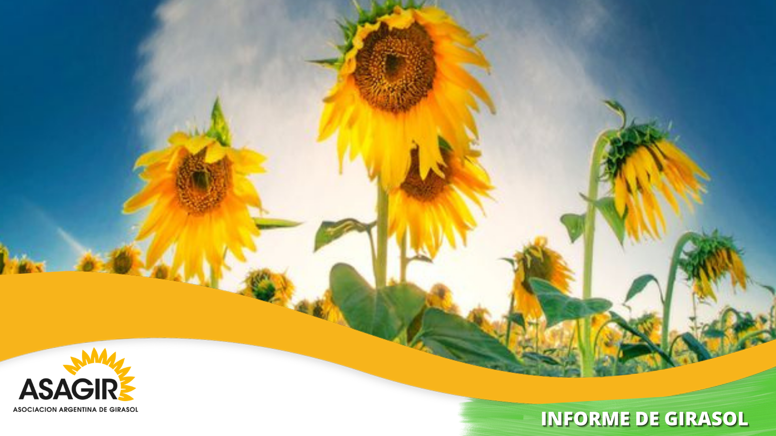 4 INFORME DE GIRASOL 2022, febrero, 10.