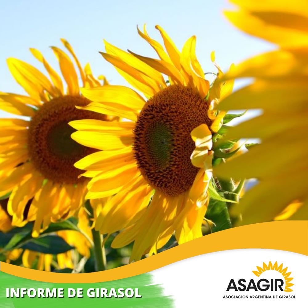 6 INFORME DE GIRASOL 2022, abril, 09.