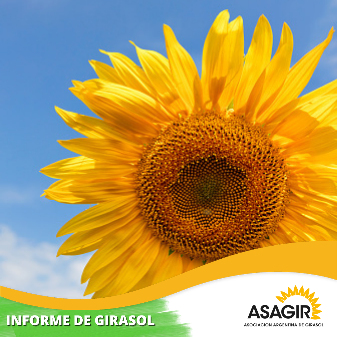 8 INFORME DE GIRASOL  2022, mayo 12.