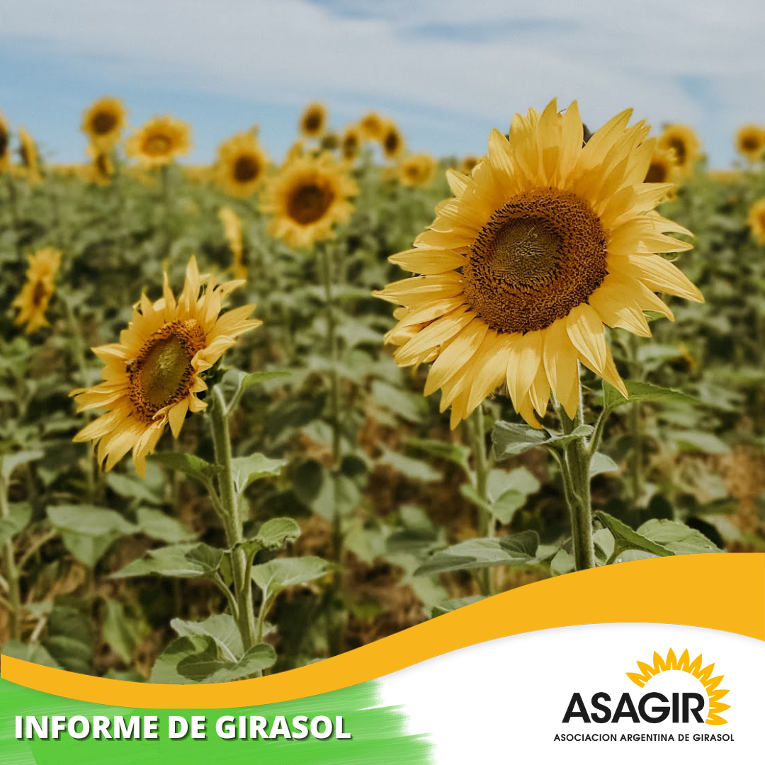 9 Informe de Girasol - 14 de junio 2022