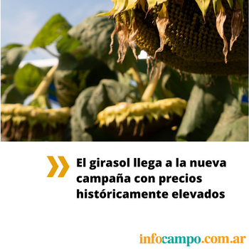 El girasol llega a la nueva campaa con precios histricamente elevados