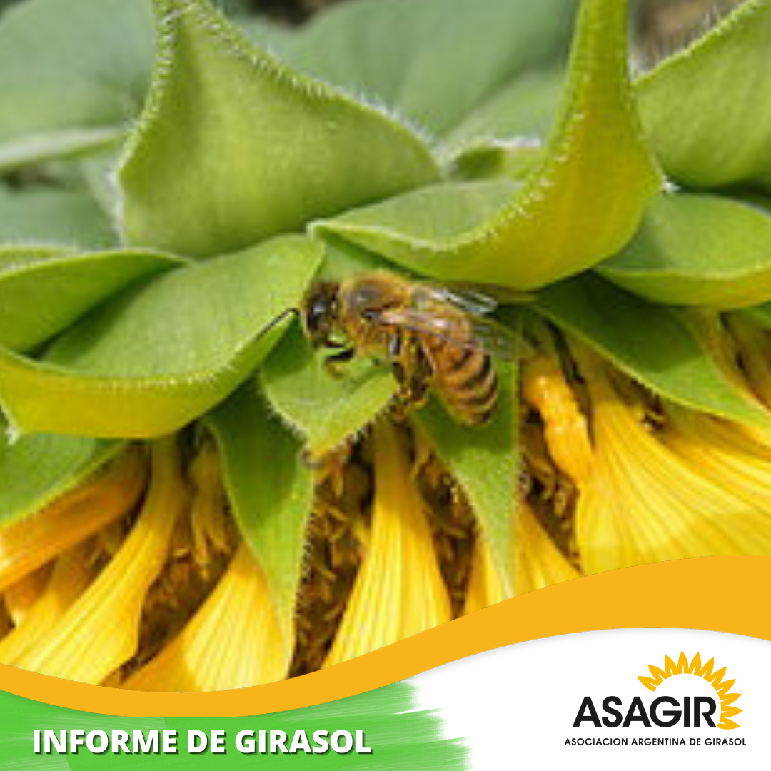 GIRASOL: SE DIO POR TERMINADA LA SIEMBRA EN CHACO POR FALTA DE HUMEDAD.